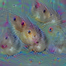 n02342885 hamster